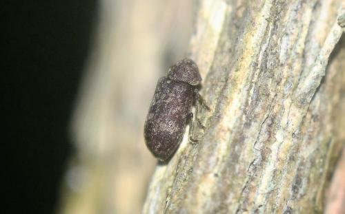 Xestobium rufovillosum